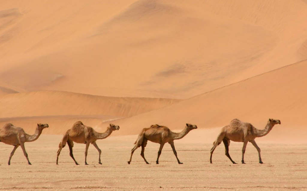 Караван верблюдов идёт по пустыне